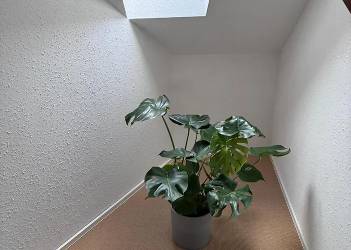 Daire Colmar Charmant Logement